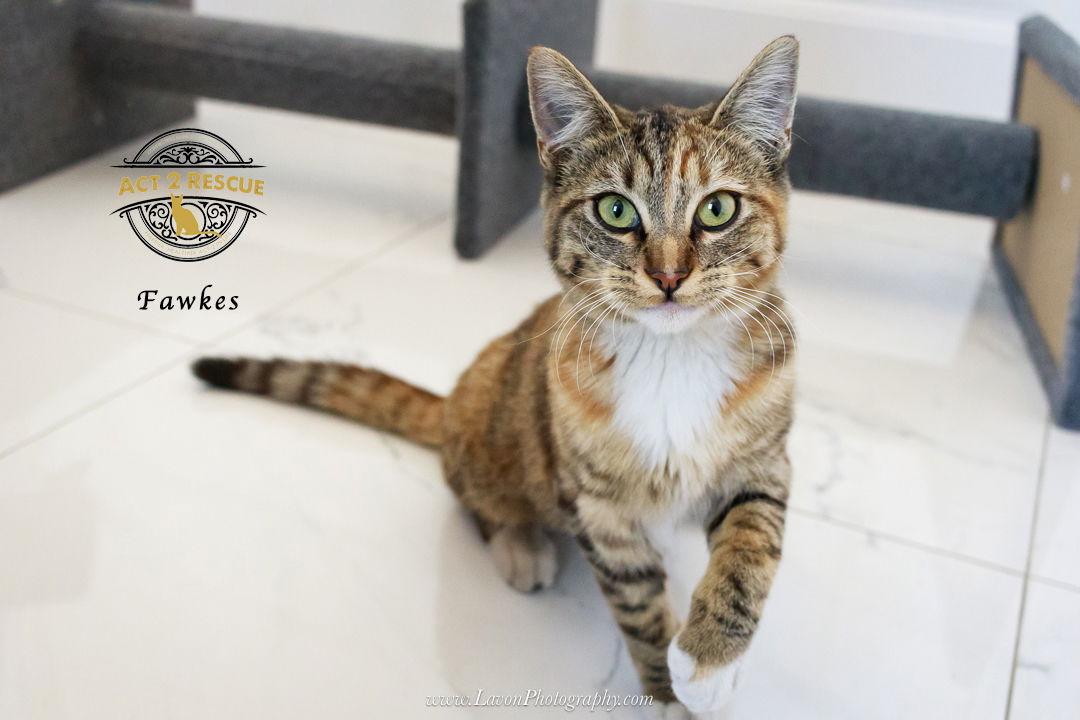 Enlarge Fawkes, a Adoptable Domestic Short Hair in Riverside, CA image 2/3