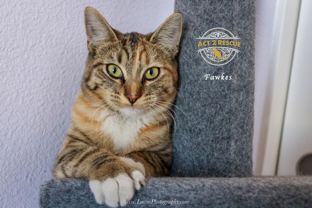Enlarge Fawkes, a Adoptable Domestic Short Hair in Riverside, CA image 3/3
