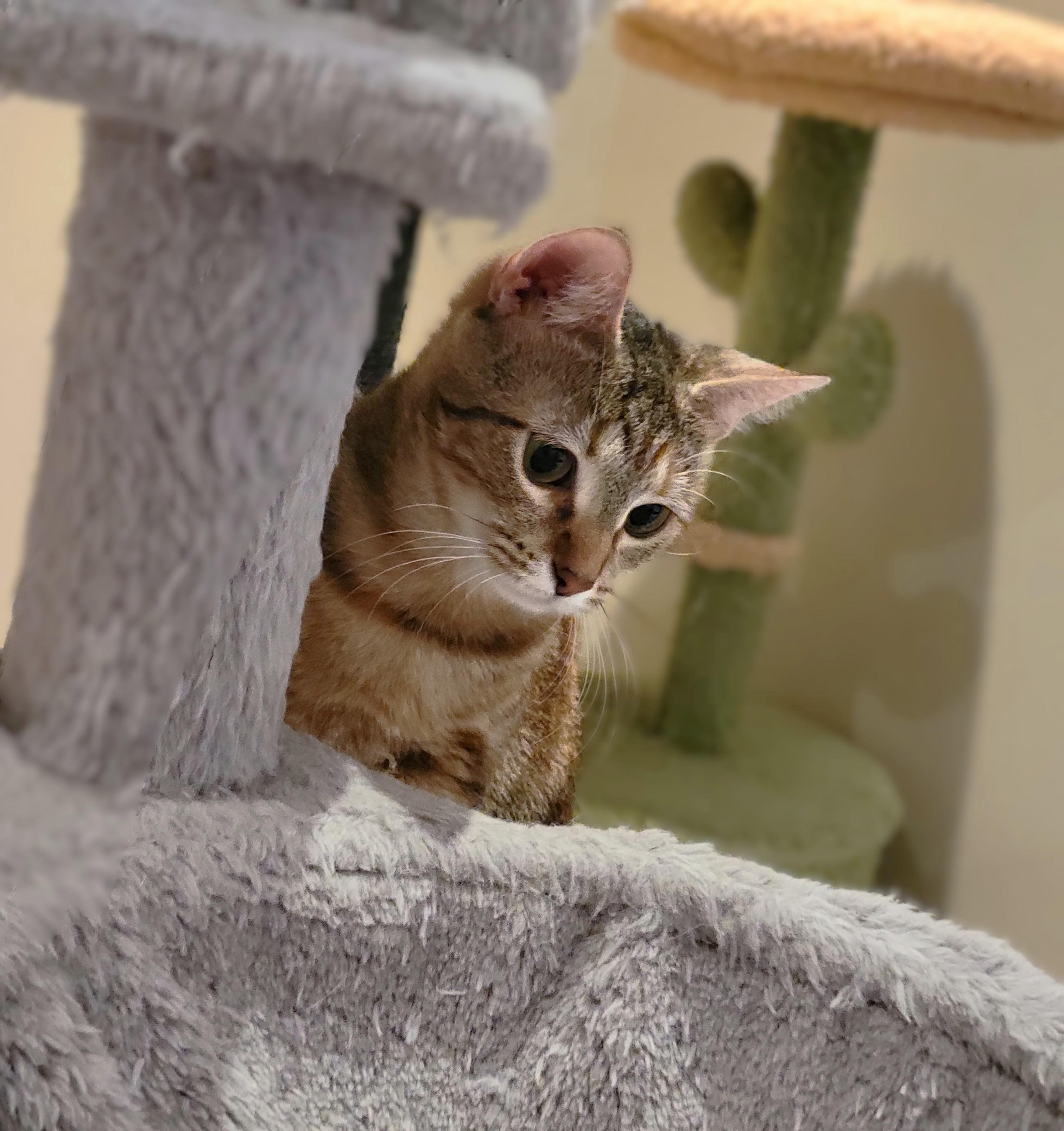 Enlarge Jasmine, an adopted mixed breed in OVERLAND PARK, KS image 4/5