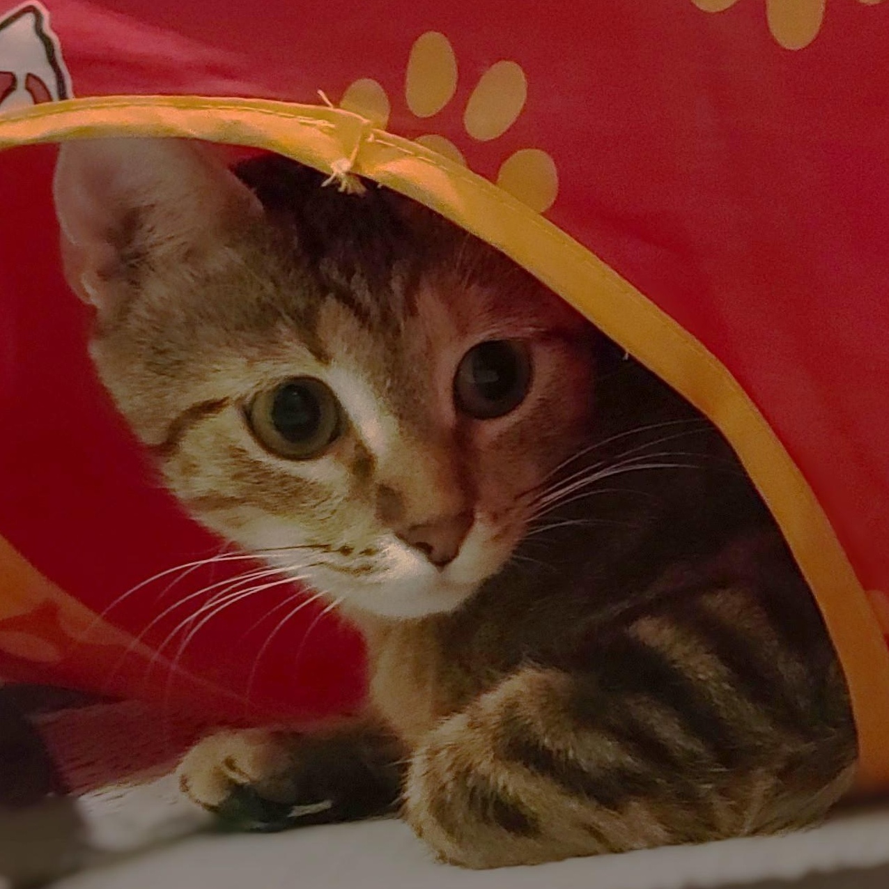 Enlarge Jasmine, an adopted mixed breed in OVERLAND PARK, KS image 1/5