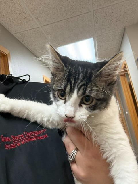 Johnny Cash, ADOPTABLE, Young Male Domestic Short Hair.