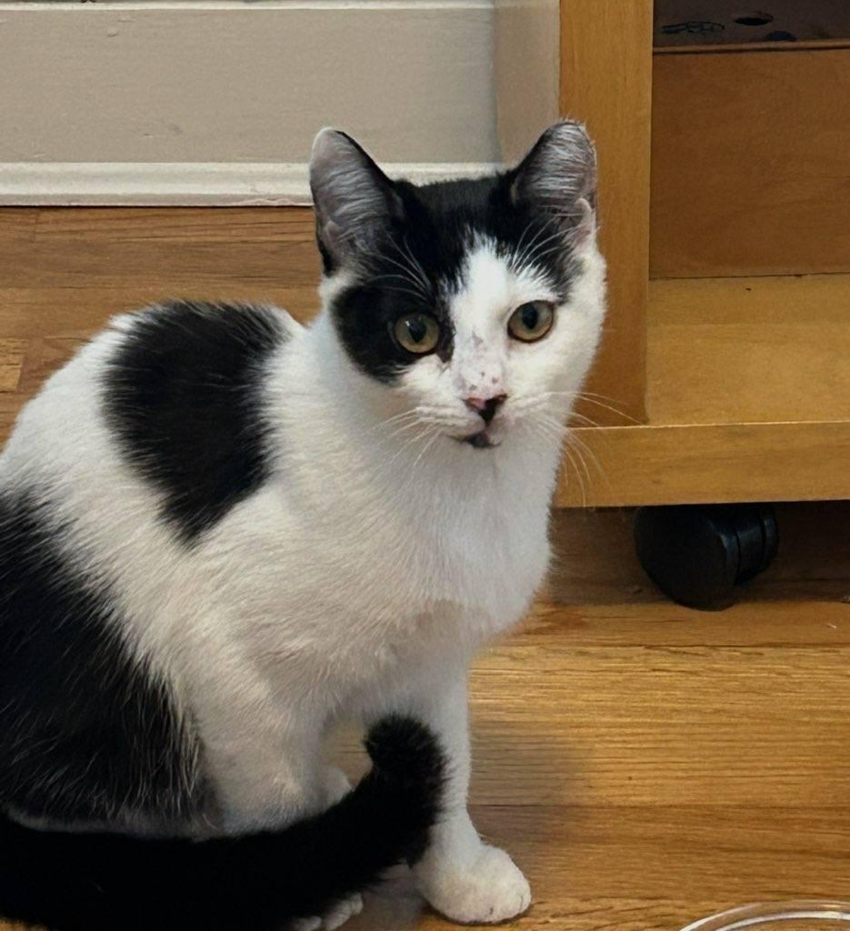 Meow cow, ADOPTABLE, Young Female Domestic Short Hair.