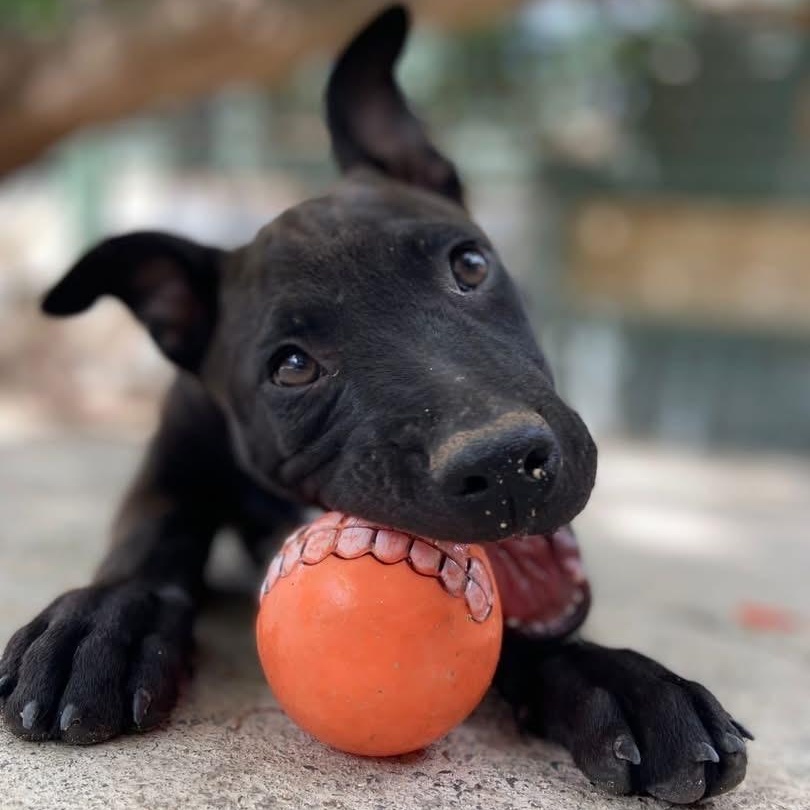 Cinder, ADOPTABLE, Puppy Female Mixed Breed.