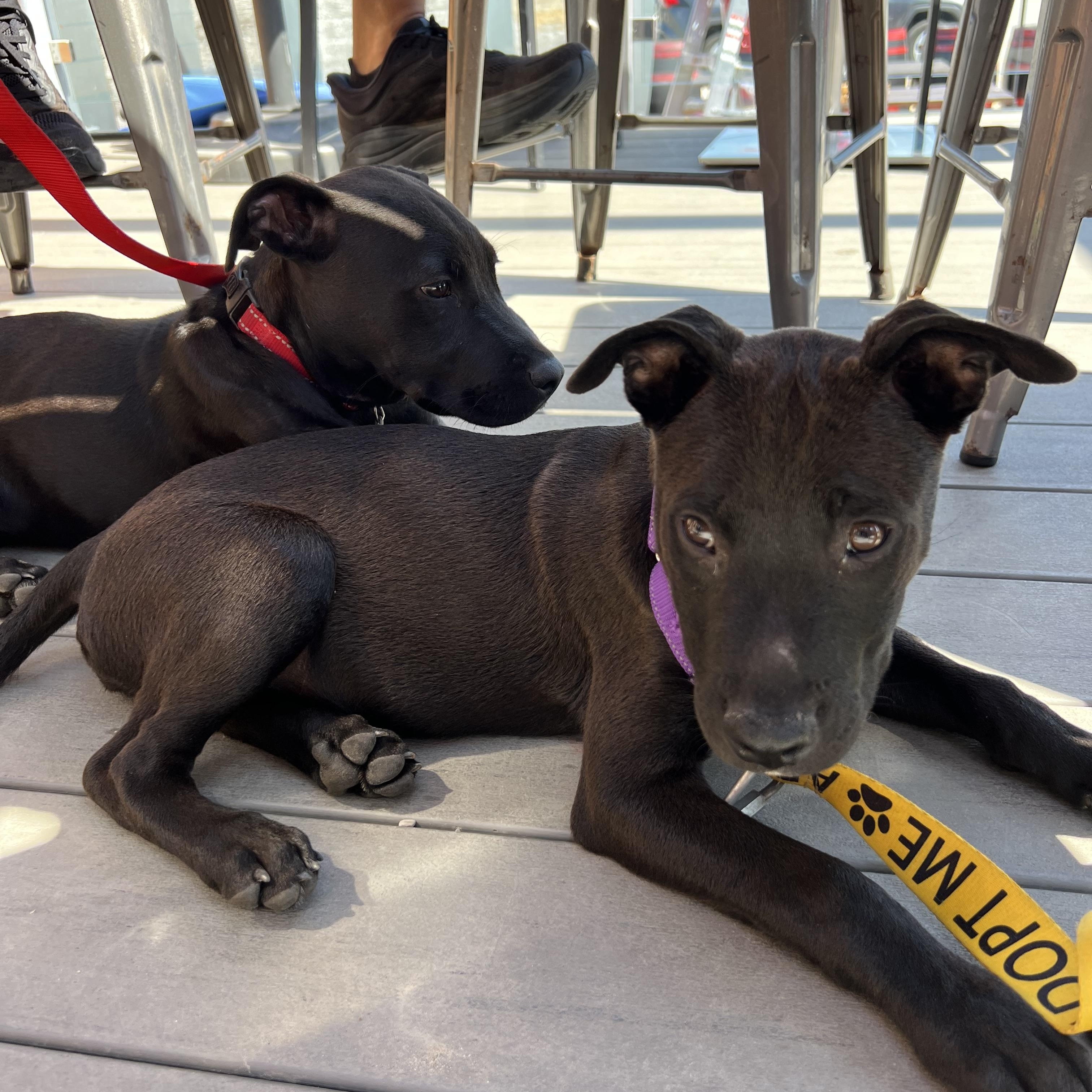Cinder, a ADOPTABLE Mixed Breed in Thornhill, ON image 4/5