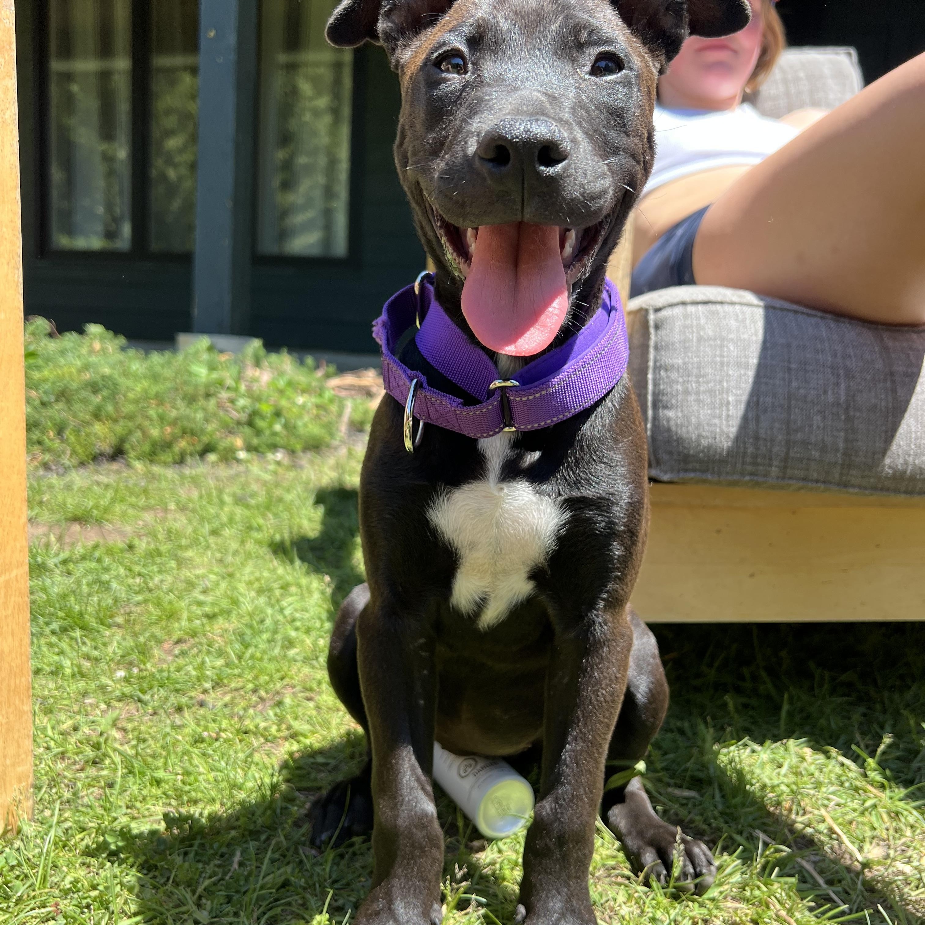 Cinder, a ADOPTABLE Mixed Breed in Thornhill, ON image 5/5