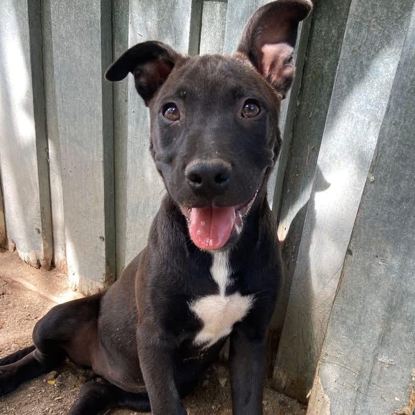 Cinder, a ADOPTABLE Mixed Breed in Thornhill, ON image 2/5
