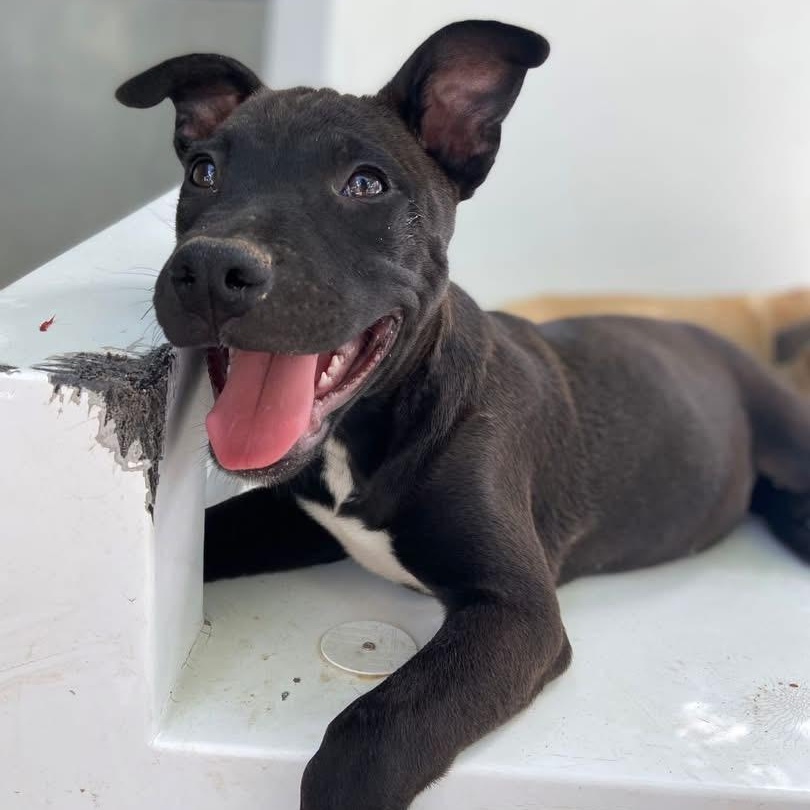 Cinder, a ADOPTABLE Mixed Breed in Thornhill, ON image 3/5