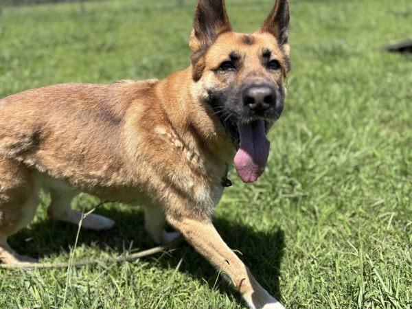Max, Adoptable, Senior Male German Shepherd Dog.