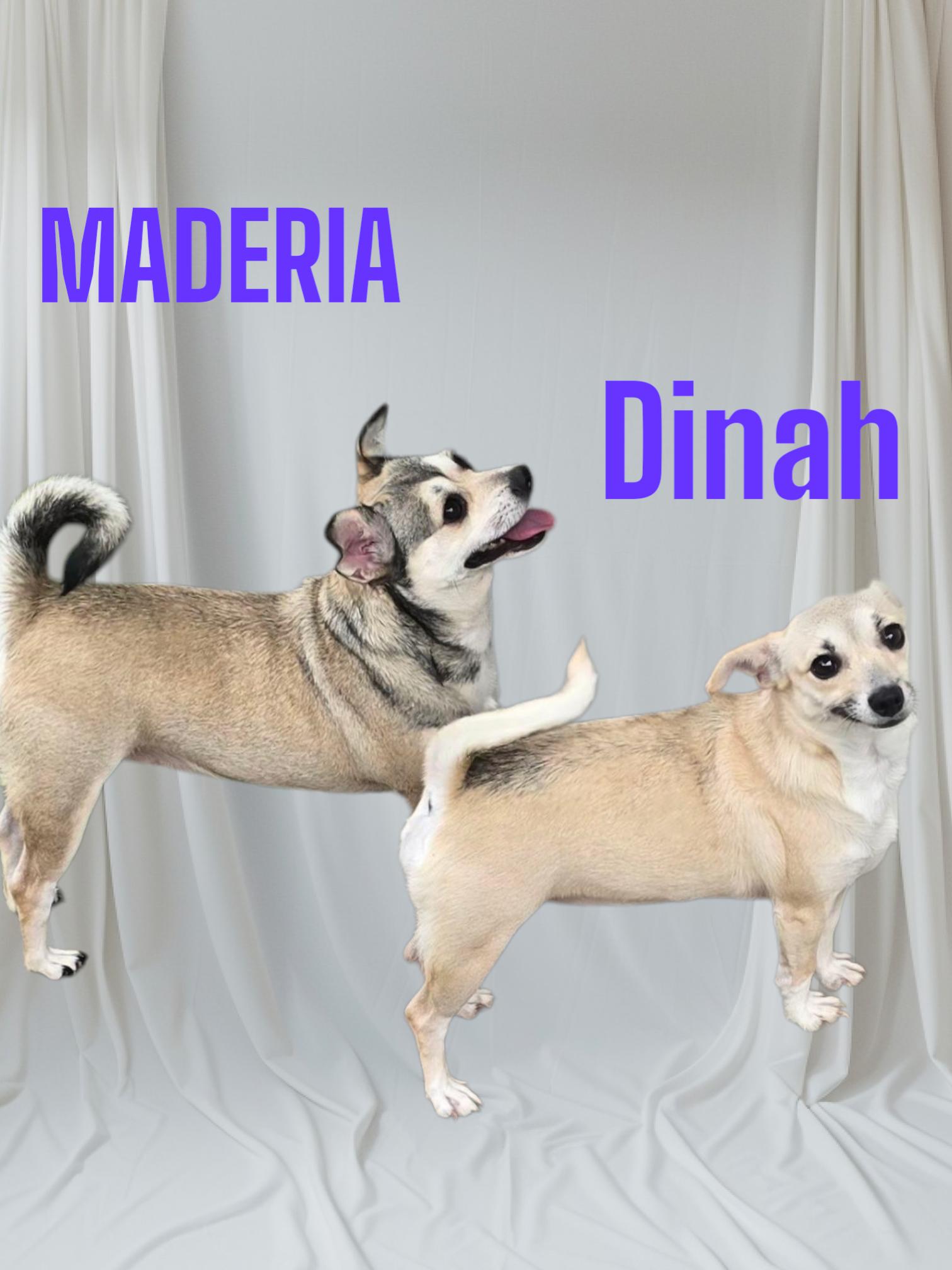 Enlarge Maderia &  Dinah, a Adoptable Chihuahua in Seaford, DE image 1/1