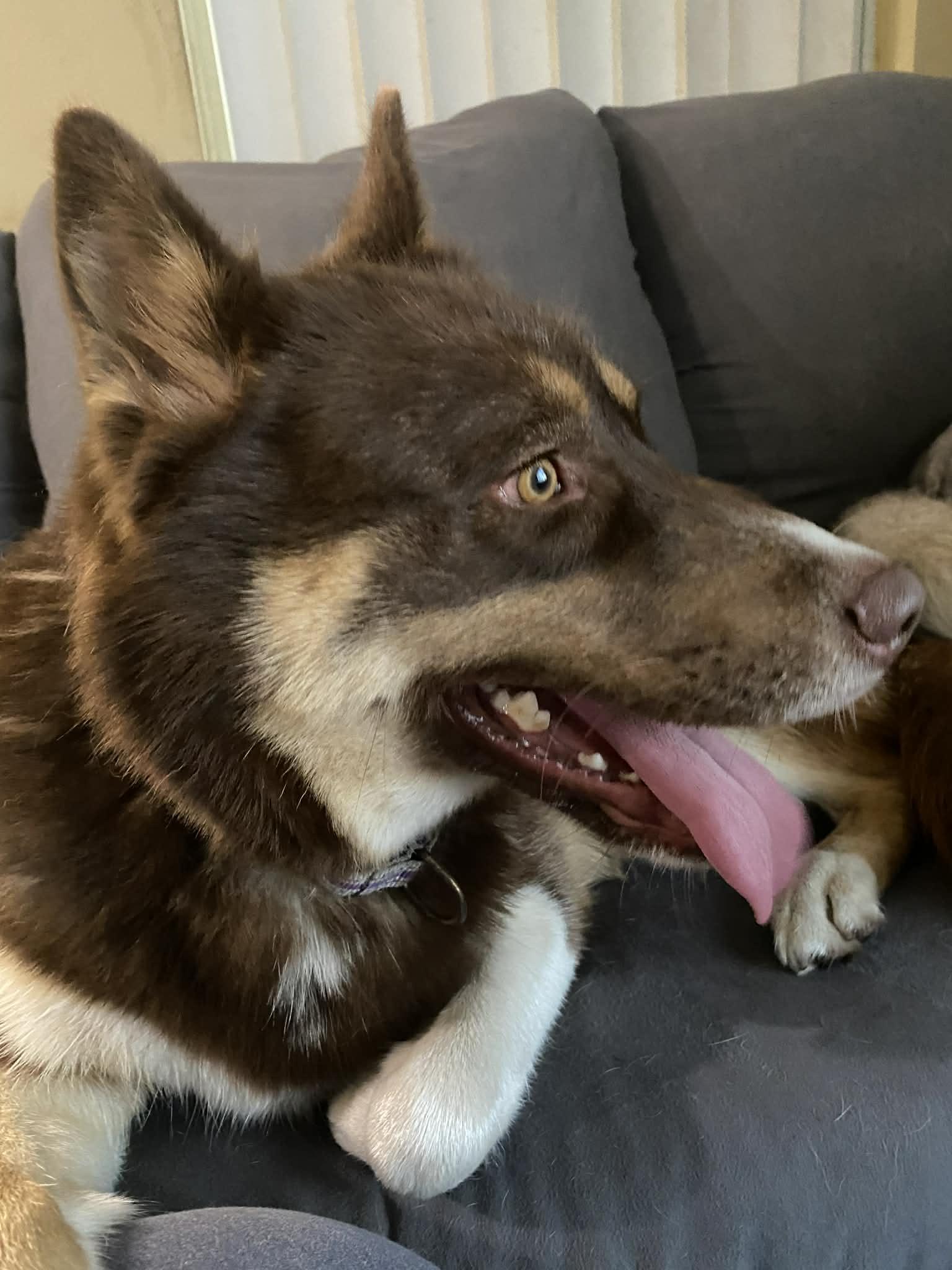 Enlarge Bear, a ADOPTABLE mixed breed in New Smyrna Beach, FL image 3/3