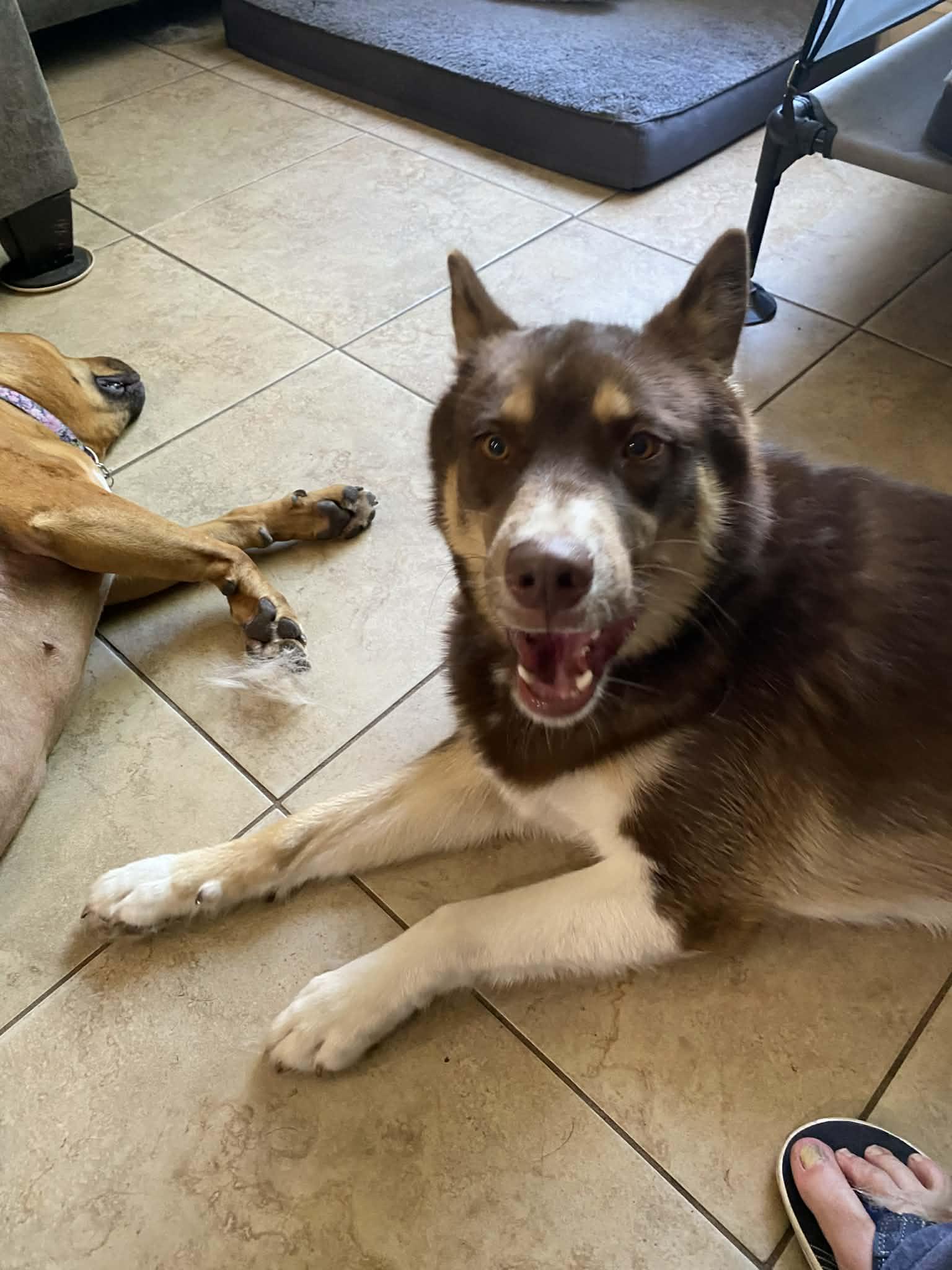 Enlarge Bear, a ADOPTABLE mixed breed in New Smyrna Beach, FL image 2/3