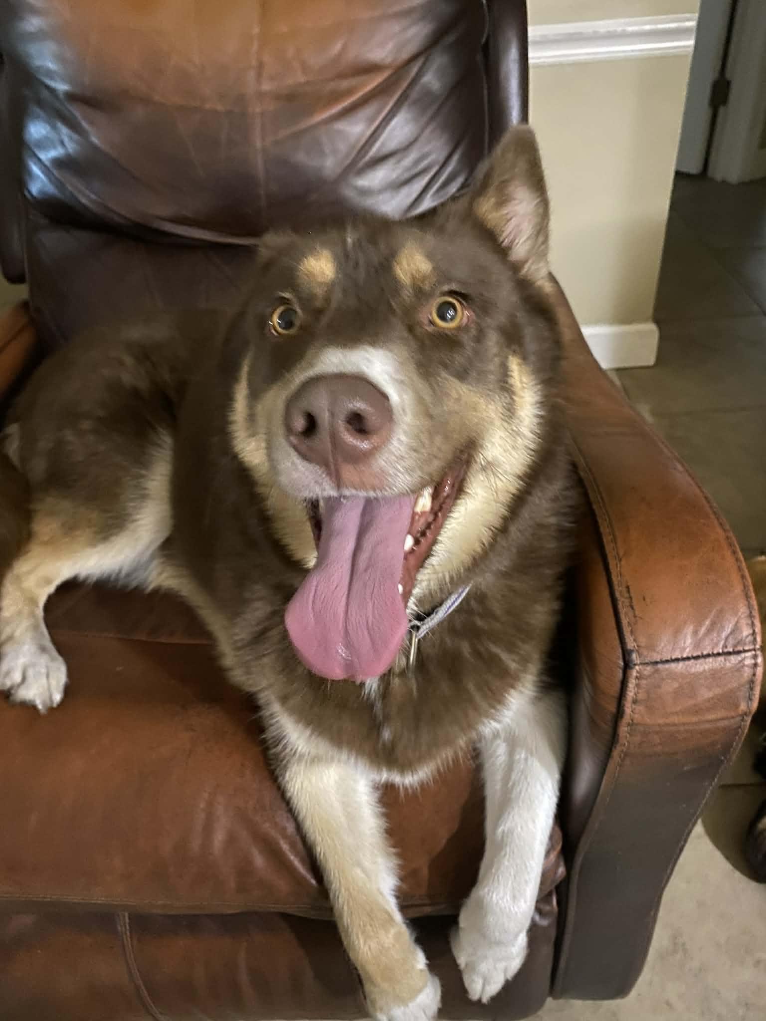 Bear, ADOPTABLE, Young Male Husky.