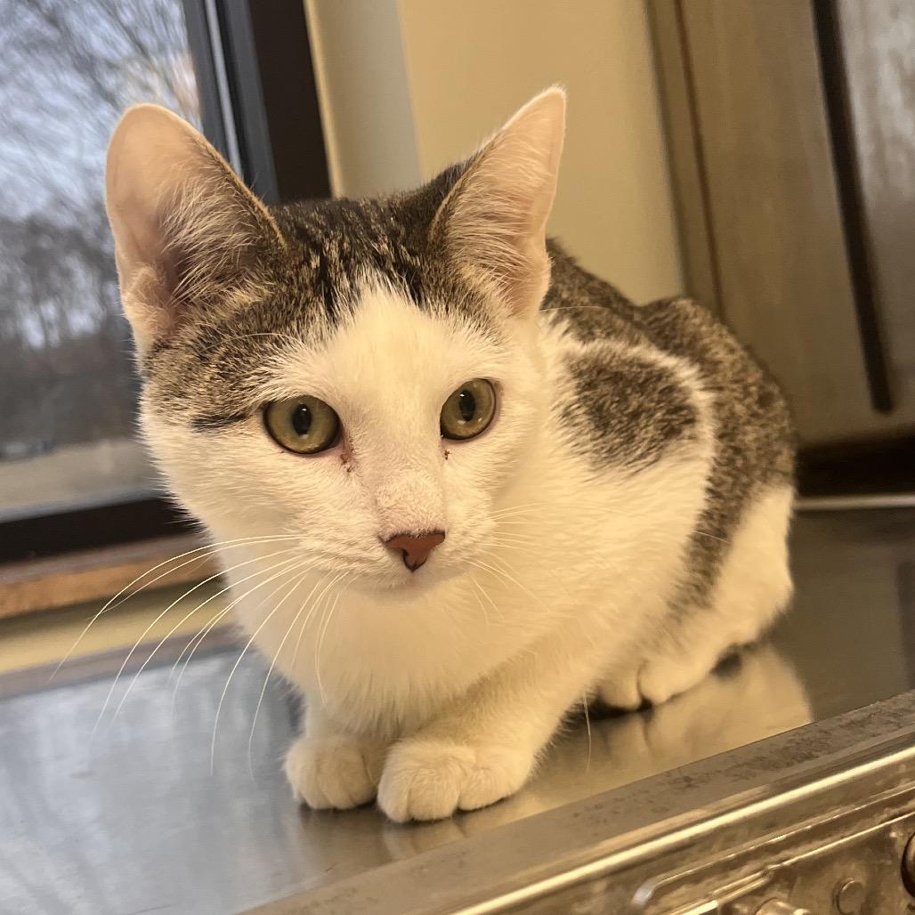 Enlarge Chaos, a ADOPTABLE Domestic Short Hair in Kansas City, KS image 1/1