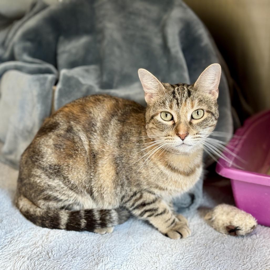 NAMI, Adoptable, Adult Female Domestic Short Hair & Domestic Short Hair.