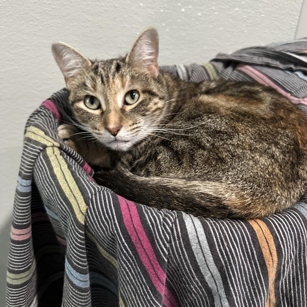 Enlarge NAMI, a Adoptable mixed breed in Kyle, TX image 2/4