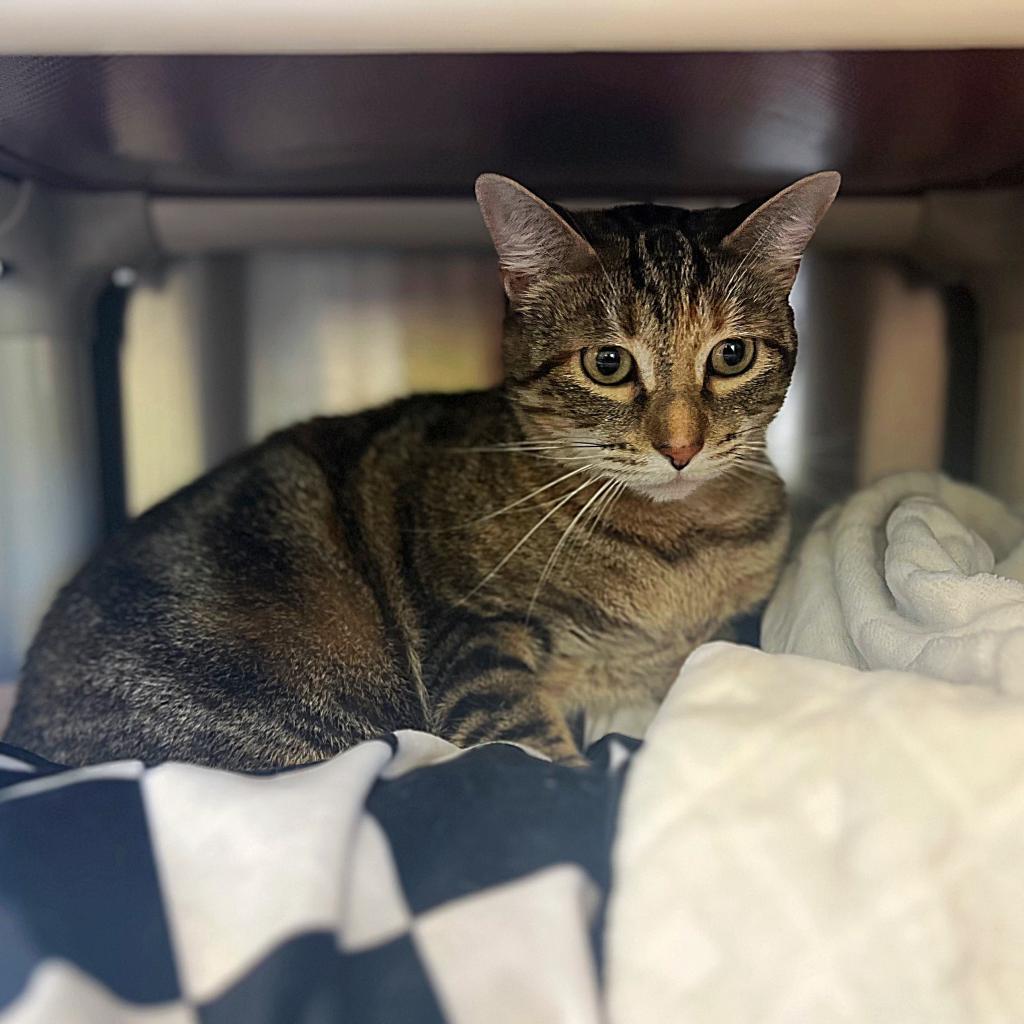 Enlarge NAMI, a Adoptable mixed breed in Kyle, TX image 3/4