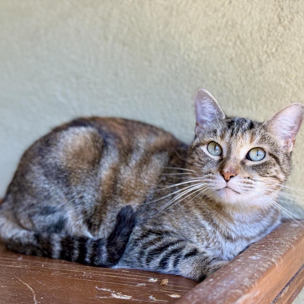 Enlarge NAMI, a Adoptable mixed breed in Kyle, TX image 4/4