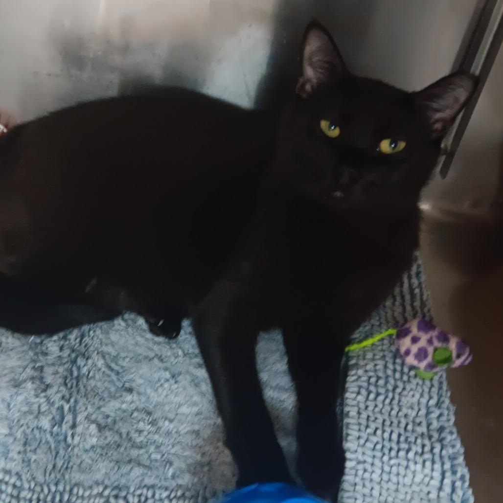 Onyx, Adoptable, Adult Male Domestic Short Hair.