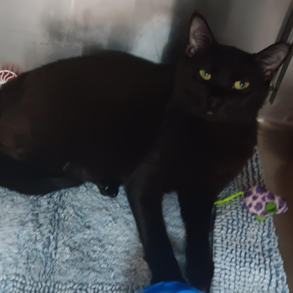 Enlarge Onyx, a Adoptable Domestic Short Hair in Jupiter, FL image 2/6