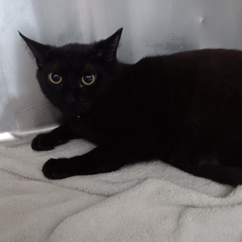 Enlarge Onyx, a Adoptable Domestic Short Hair in Jupiter, FL image 3/6