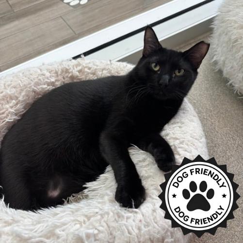 Enlarge Onyx, a Adoptable Domestic Short Hair in Jupiter, FL image 4/6