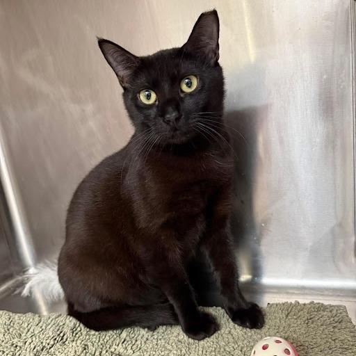 Enlarge Onyx, a Adoptable Domestic Short Hair in Jupiter, FL image 5/6