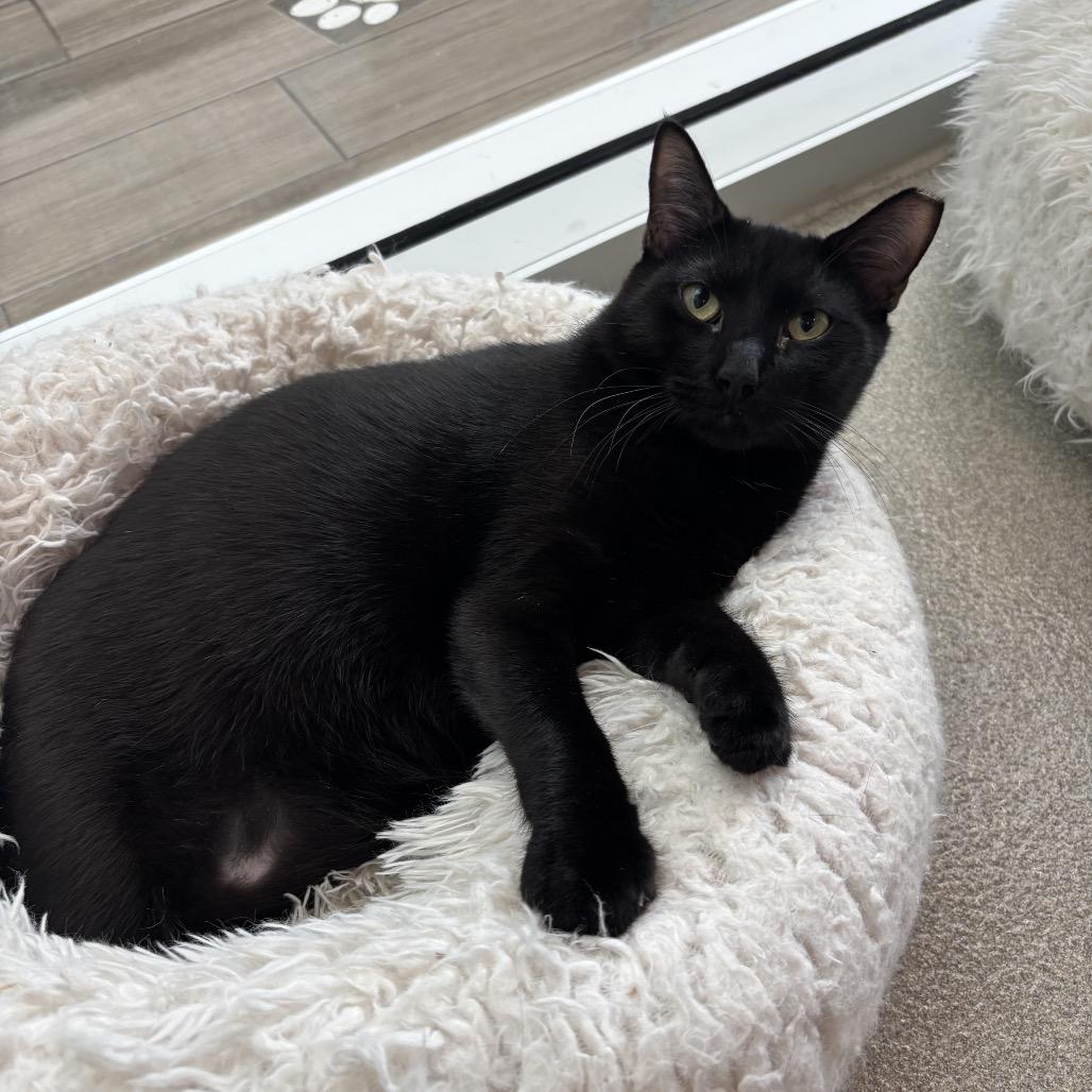 Enlarge Onyx, a Adoptable Domestic Short Hair in Jupiter, FL image 6/6