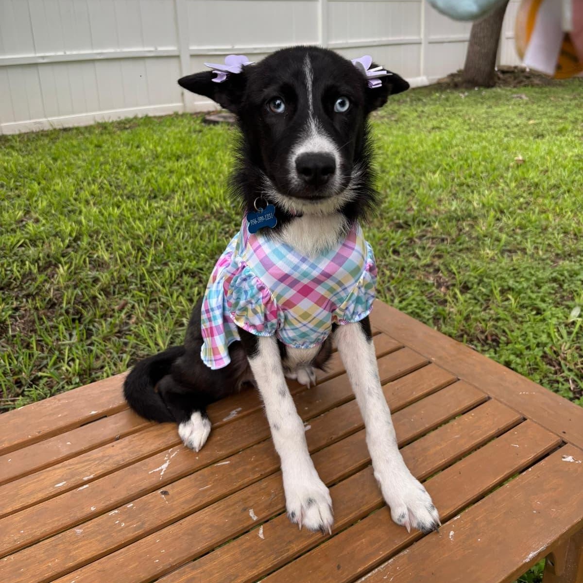 Enlarge Dakota, a Adoptable mixed breed in Billings, MT image 1/1