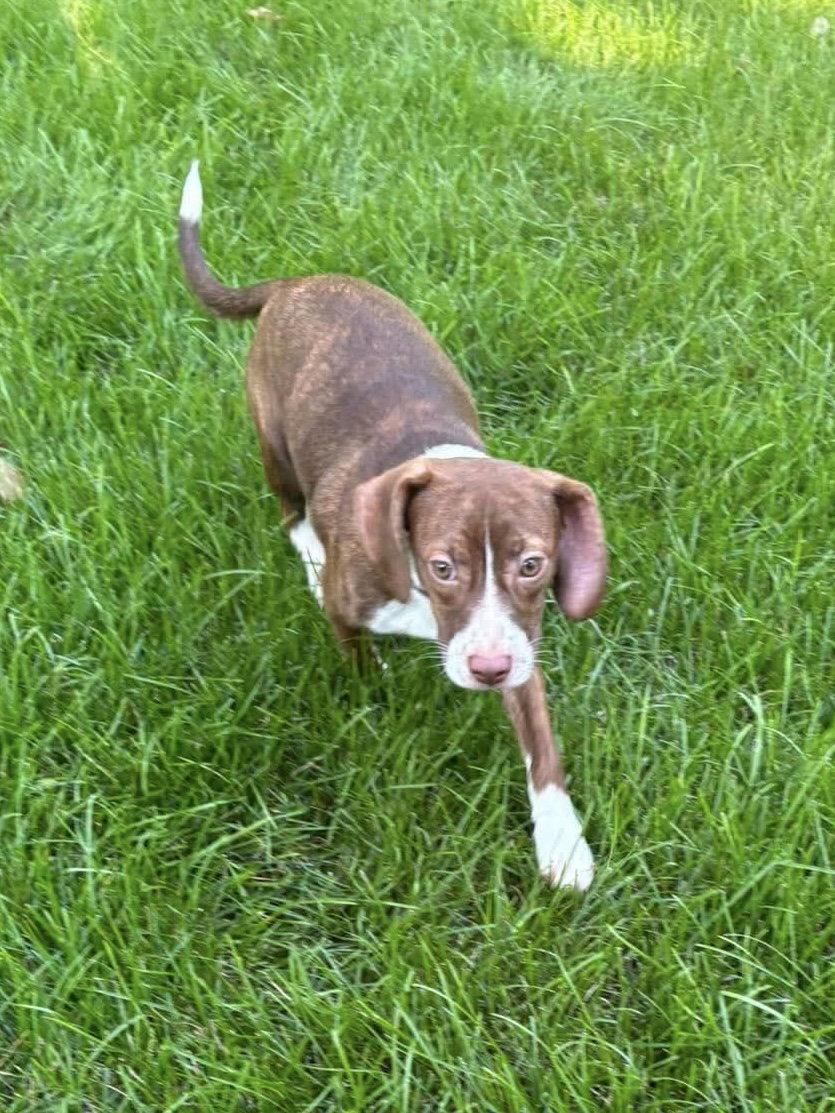 Enlarge Matilda, a Adoptable mixed breed in Omaha, NE image 1/3