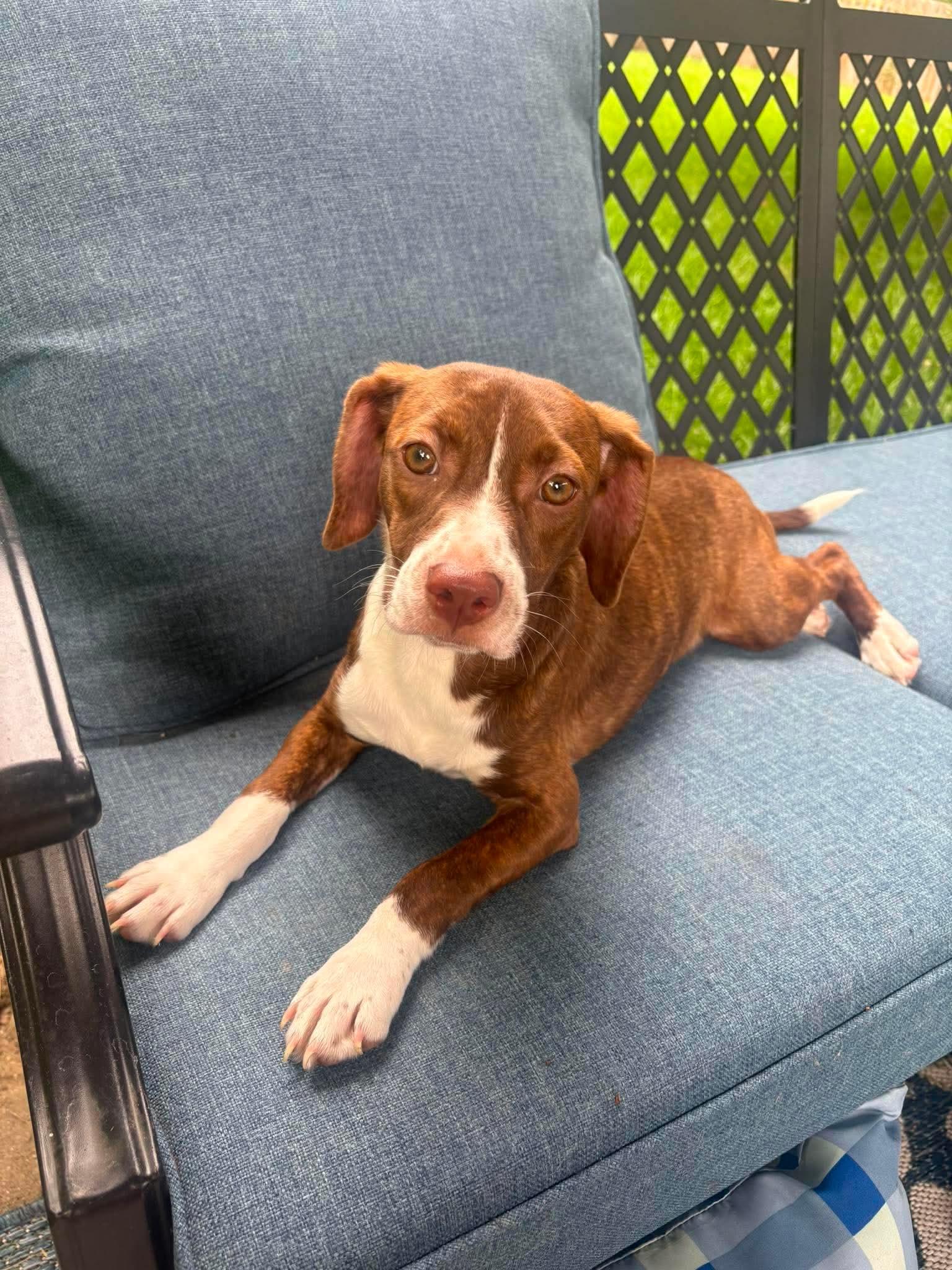 Enlarge Matilda, a Adoptable mixed breed in Omaha, NE image 2/3