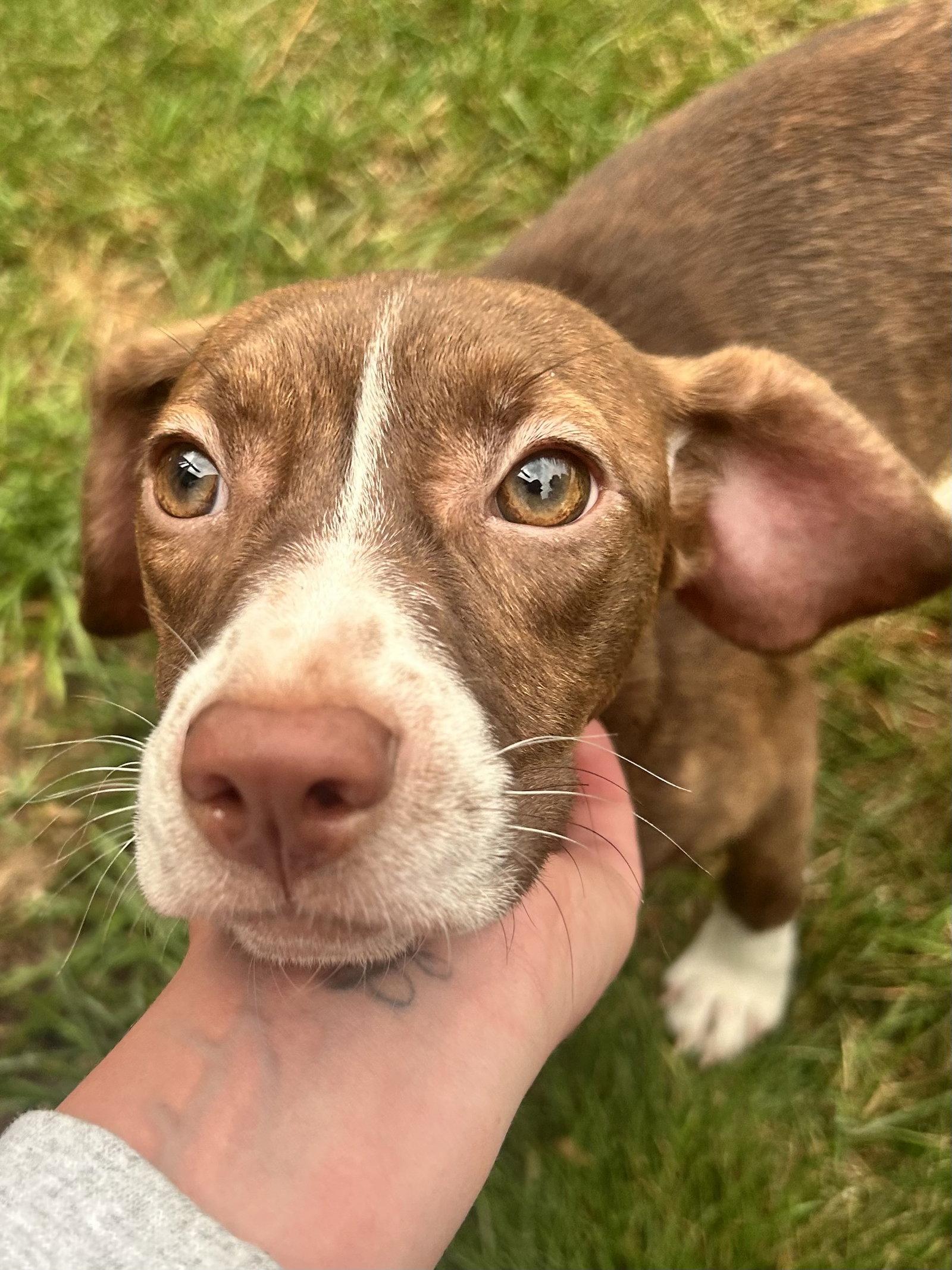 Enlarge Matilda, a Adoptable mixed breed in Omaha, NE image 3/3