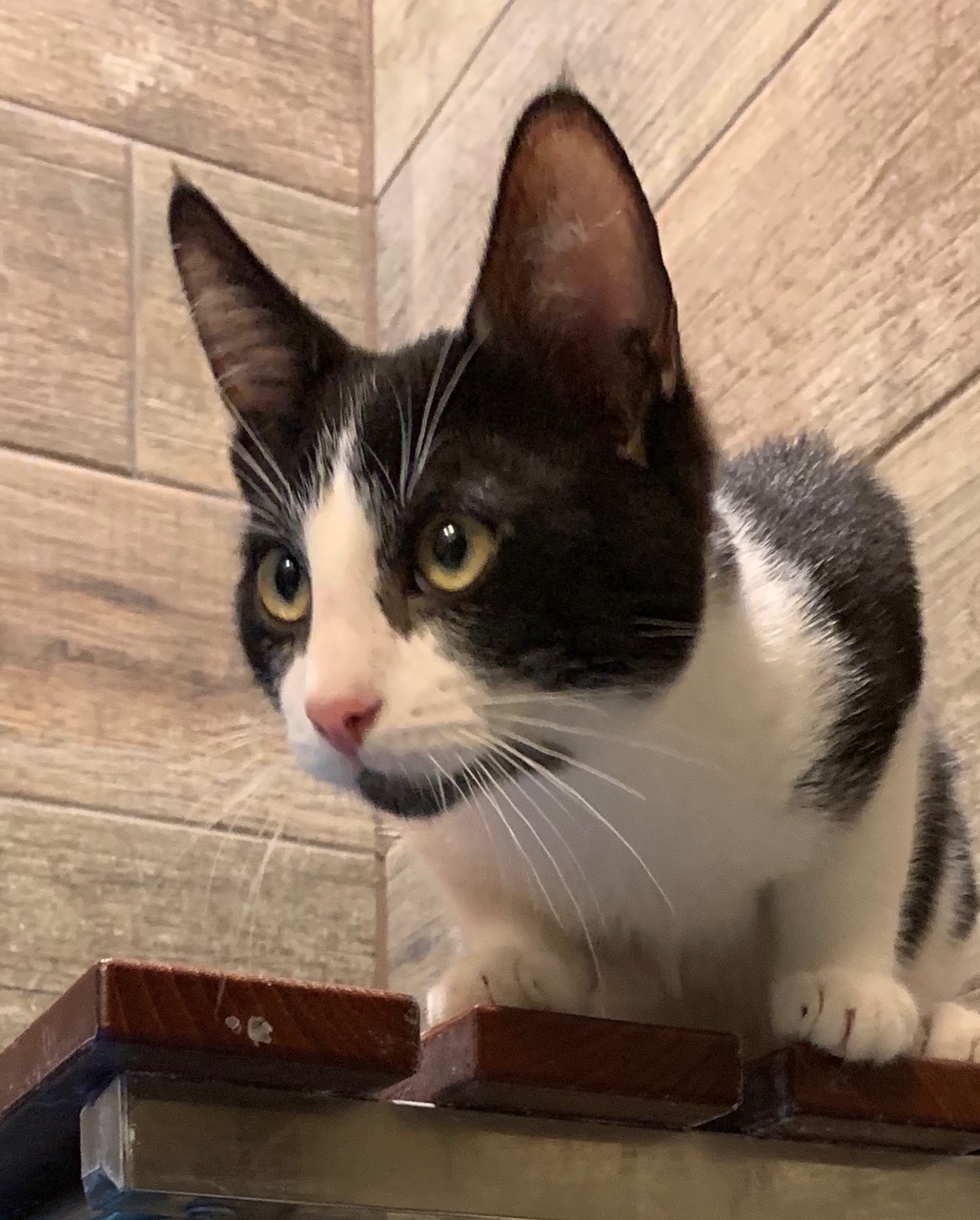 Neville, Adoptable, Adult Male Domestic Short Hair.