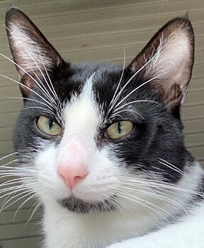 Neville, a Adoptable Domestic Short Hair in Fort Worth, TX image 2/4