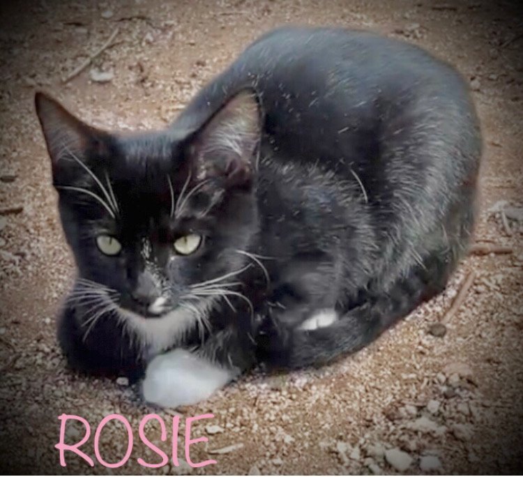 Rosie, a Adopted Tuxedo in Oro Valley, AZ image 1/2