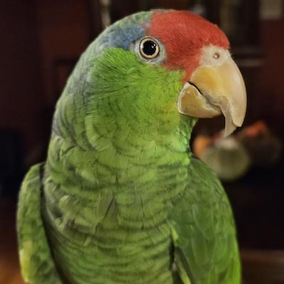 Enlarge Cesar, a ADOPTABLE Amazon in Alexander, NC image 1/1