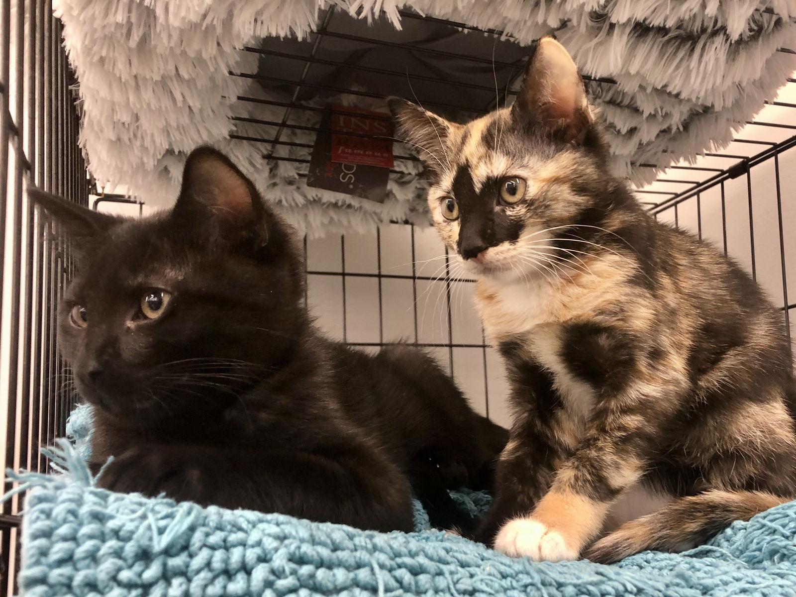 Rosemary, Adoptable, Young Female Domestic Short Hair & Tortoiseshell.