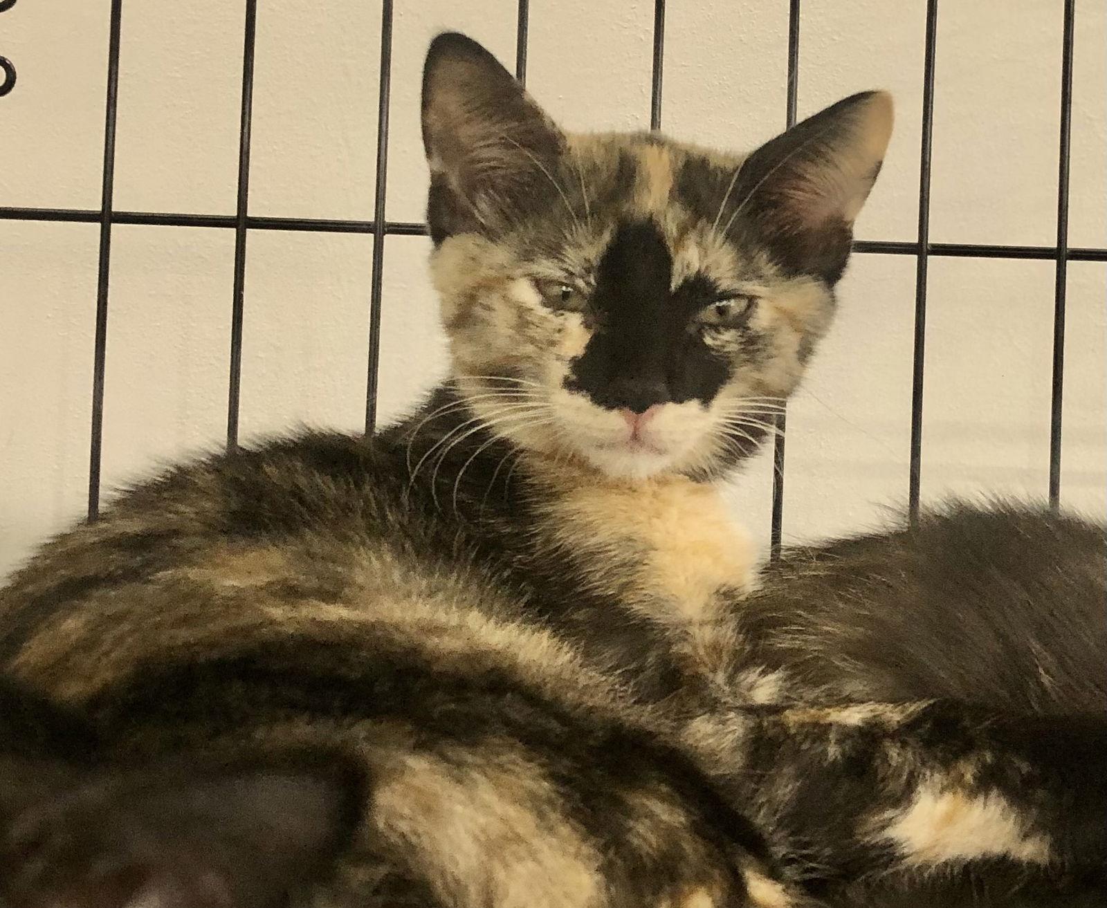 Rosemary, Adoptable, Young Female Domestic Short Hair & Tortoiseshell.