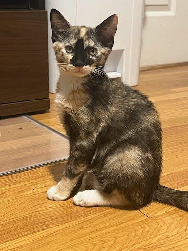 Enlarge Rosemary, a Adoptable mixed breed in Los Angeles, CA image 2/6