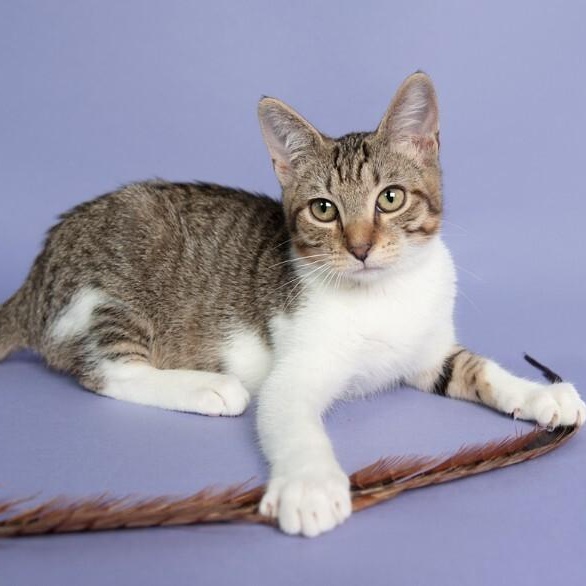 Nym Bard — thumbnail 3