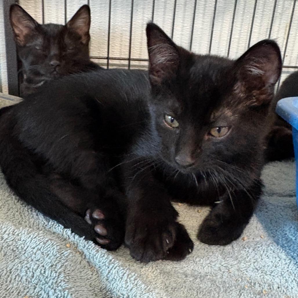 Enlarge Twilight, a Adoptable Domestic Short Hair in Crookston, MN image 1/4