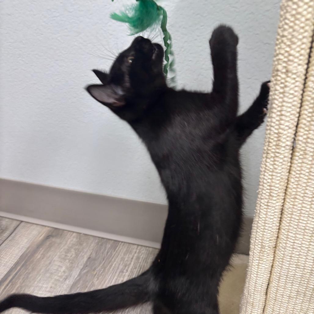 Enlarge Twilight, a Adoptable Domestic Short Hair in Crookston, MN image 2/4