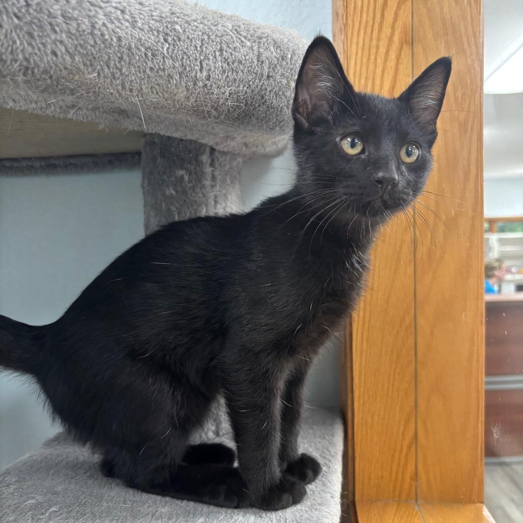 Enlarge Twilight, a Adoptable Domestic Short Hair in Crookston, MN image 3/4
