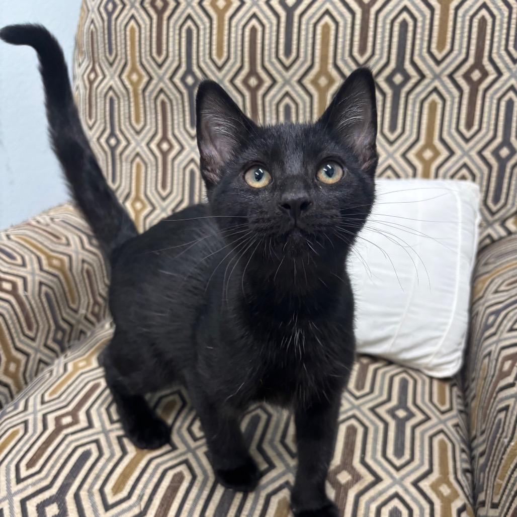 Enlarge Twilight, a Adoptable Domestic Short Hair in Crookston, MN image 4/4