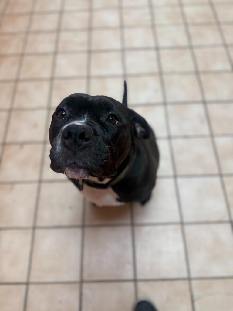 Dozer, Adoptable, Adult Female Mixed Breed.