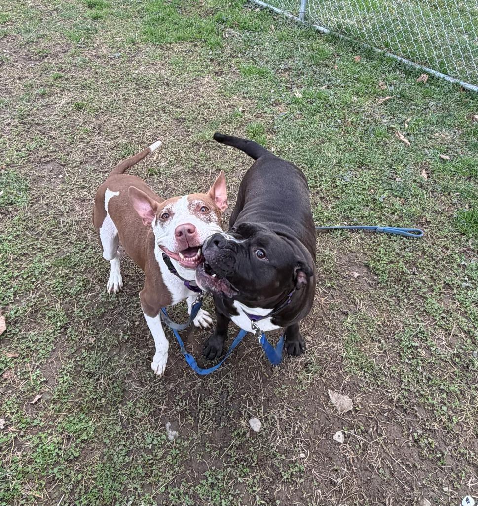 Enlarge Dozer, a Adoptable mixed breed in Hyde Park, NY image 2/5