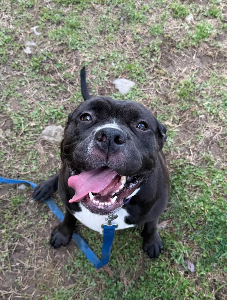 Enlarge Dozer, a Adoptable mixed breed in Hyde Park, NY image 3/5