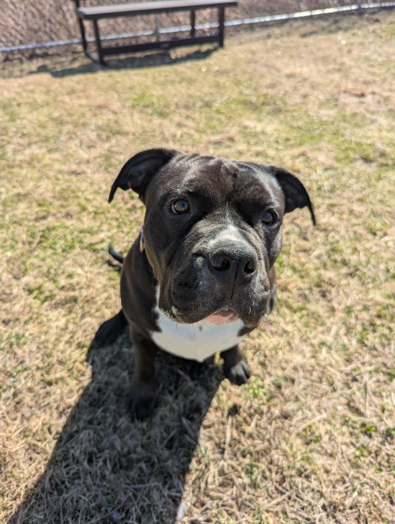 Enlarge Dozer, a Adoptable mixed breed in Hyde Park, NY image 4/5