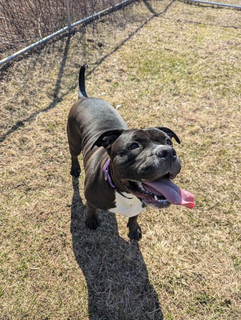 Enlarge Dozer, a Adoptable mixed breed in Hyde Park, NY image 5/5