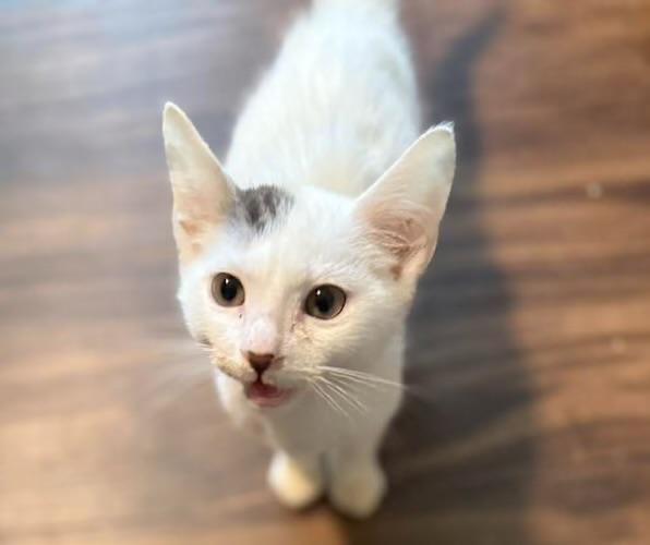 Cappy (bonded with Toad), Adoptable, Kitten Male Domestic Short Hair.