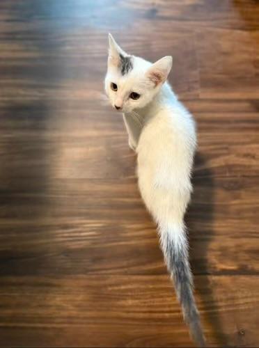 Enlarge Cappy (bonded with Toad), a Adoptable Domestic Short Hair in Sugar Land, TX image 4/5